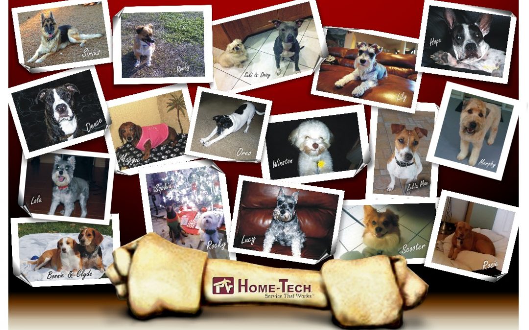 Throw ARC a Wishbone. The ARC Starlight Auction Helps Animals in Need